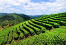 關(guān)于推進農(nóng)資連鎖經(jīng)營發(fā)展的意見 