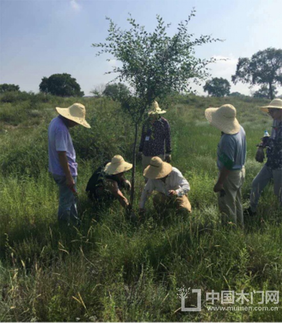 百德木門(mén)綠化