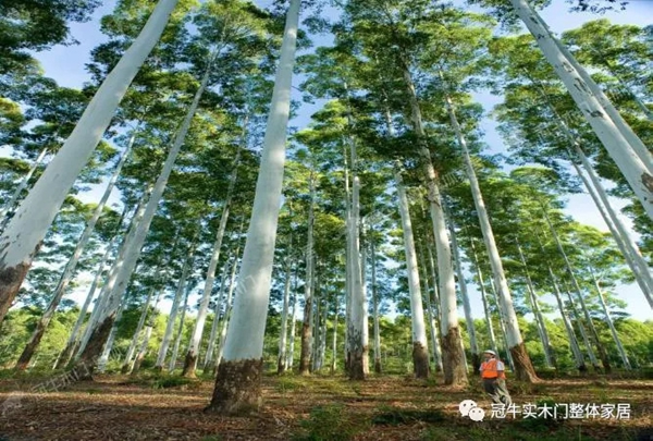 冠牛木門“簡(jiǎn)·時(shí)代”將南美尤加利作為指定木材