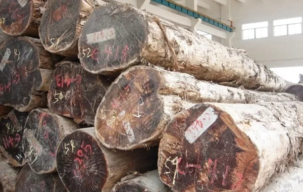 嘉禾定智：號(hào)稱“萬木之王，千年不腐”的竟是它！