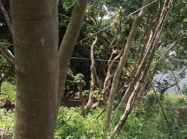 大自然家居：你見過比鐵還硬的木頭嗎？