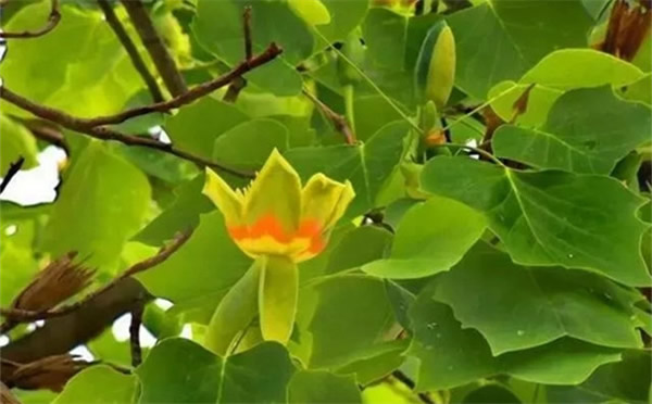 世界四大行道樹之一北美鵝掌楸，竟然有如此高的實(shí)用價(jià)值？