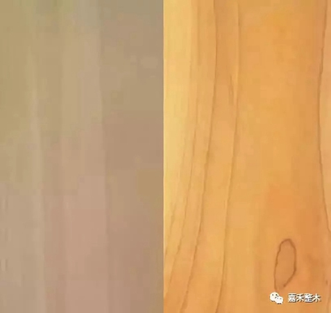 世界四大行道樹之一北美鵝掌楸，竟然有如此高的實(shí)用價(jià)值？