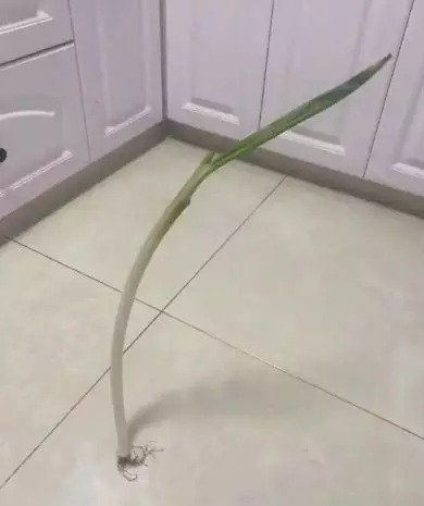 兔寶寶木門：優(yōu)質(zhì)的木門，理由站得住