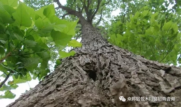 楸木稀缺 即將與門(mén)窗市場(chǎng)別離