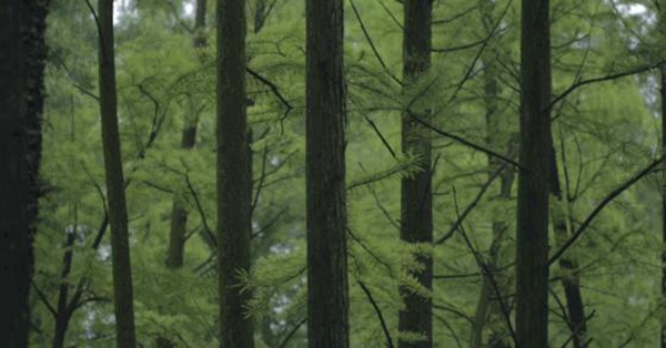金雅居木門詮釋非凡品位，打造生活美學(xué)