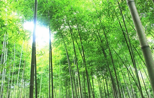 盈康世家木門：與你共同守護(hù)那片綠水藍(lán)天