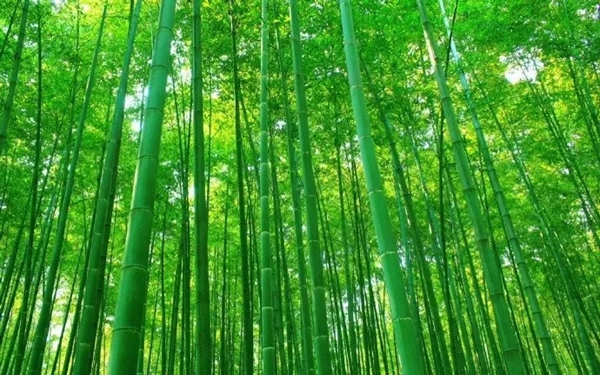 盈康世家木門以竹代木，開啟你的“竹”生活！