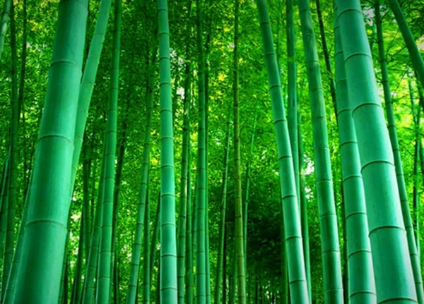 盈康世家木門以竹代木，開啟你的“竹”生活！