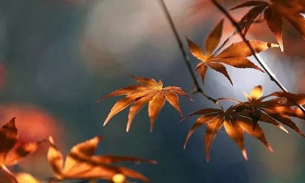 林源木門(mén)：轉(zhuǎn)眼間，秋分已至