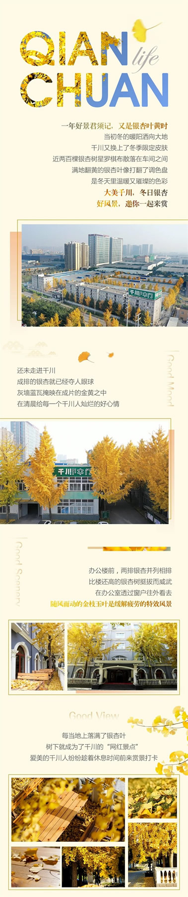 千川木門：冬日“杏”運，邀你一起來賞