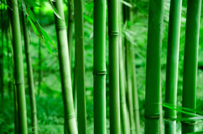 美尼美快裝定制 | 家里有娃必看！無(wú)醛竹香板，正在成為家居的隱形守護(hù)者
